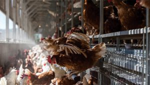 Kinh Nghiệm Hạn Chế Stress Nhiệt Trên Gà_công Ty Á Châu_0972502979