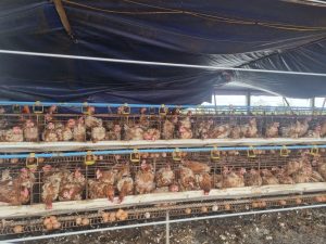 Nâng Cao Sức đề Kháng Vật Nuôi Sau Bão Lũ_công Ty Á Châu_0972502979