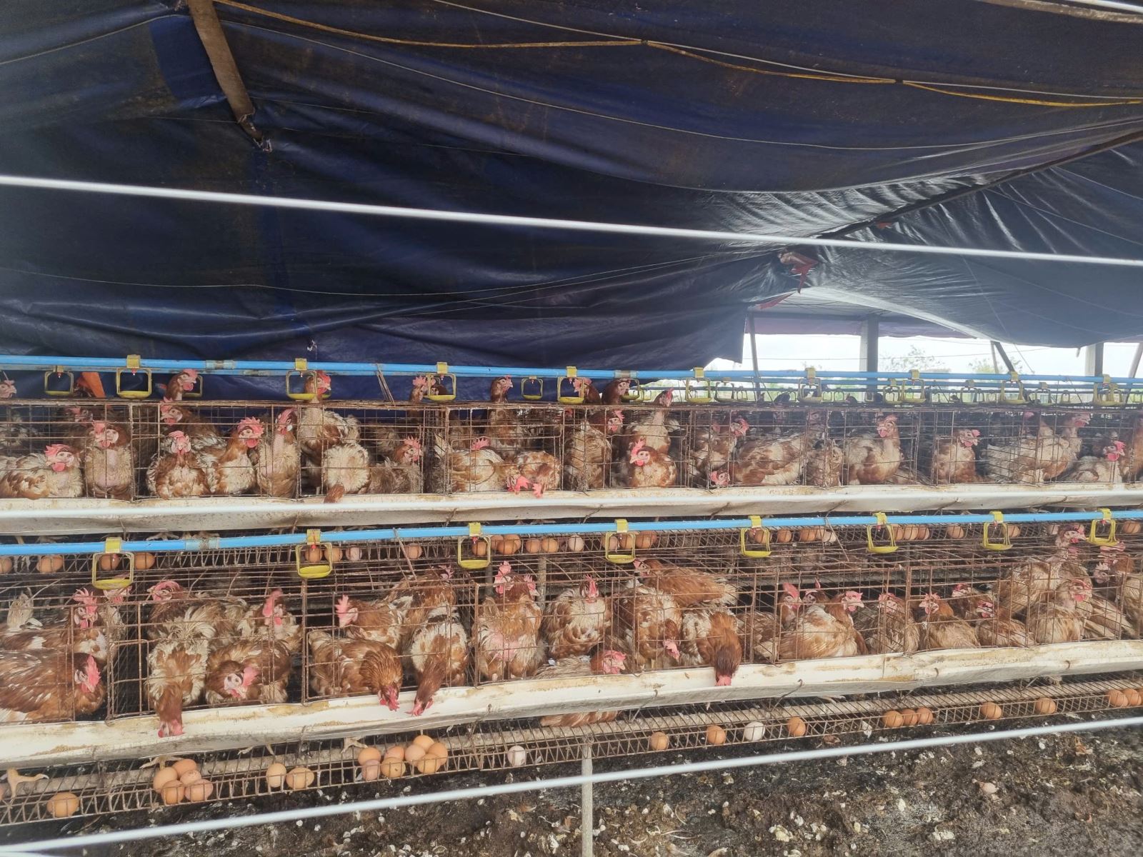 Nâng Cao Sức đề Kháng Vật Nuôi Sau Bão Lũ_công Ty Á Châu_0972502979