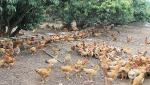 Xử Lý Môi Trường, Phòng, Chống Dịch Bệnh Trên đàn Vật Nuôi_công Ty Á Châu_0972502979