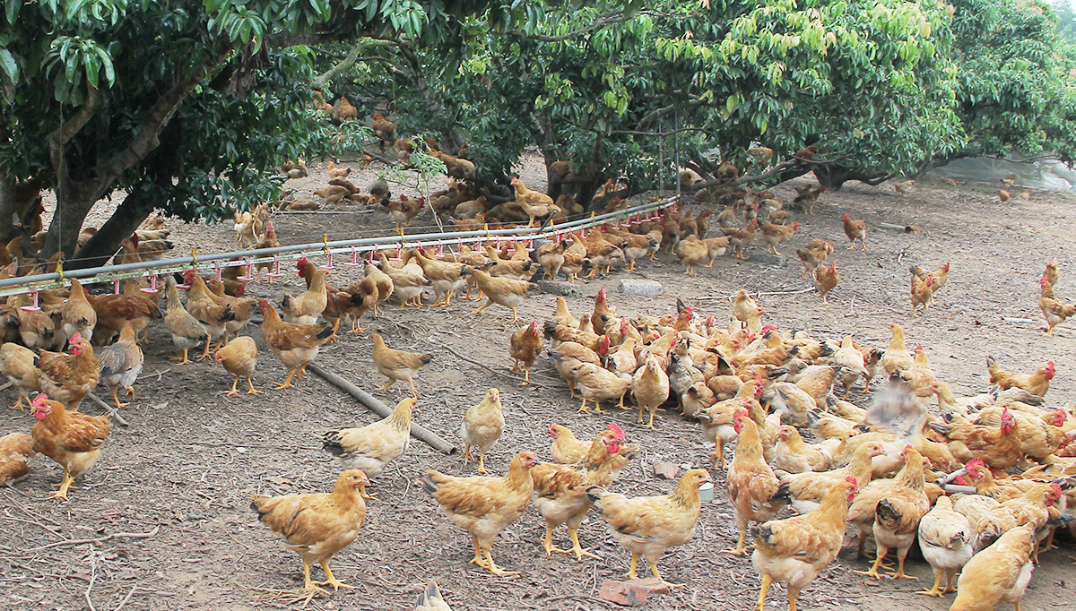 Xử Lý Môi Trường, Phòng, Chống Dịch Bệnh Trên đàn Vật Nuôi_công Ty Á Châu_0972502979