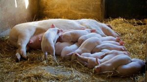 Bệnh Què Chân ở Heo Nái_công Ty Á Châu_0972502979