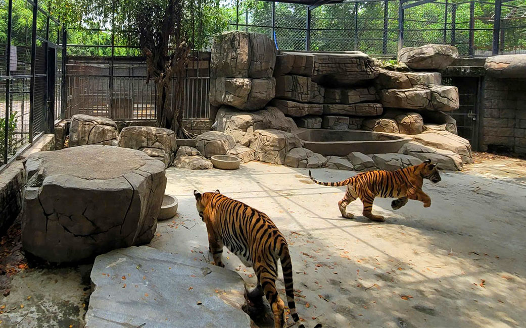 Chủ động Phòng Cúm Ah5n1 Sau Vụ Hàng Loạt động Vật Hoang Dã Tại Vườn Thú Bị Chết_công Ty Á Châu_0972502979