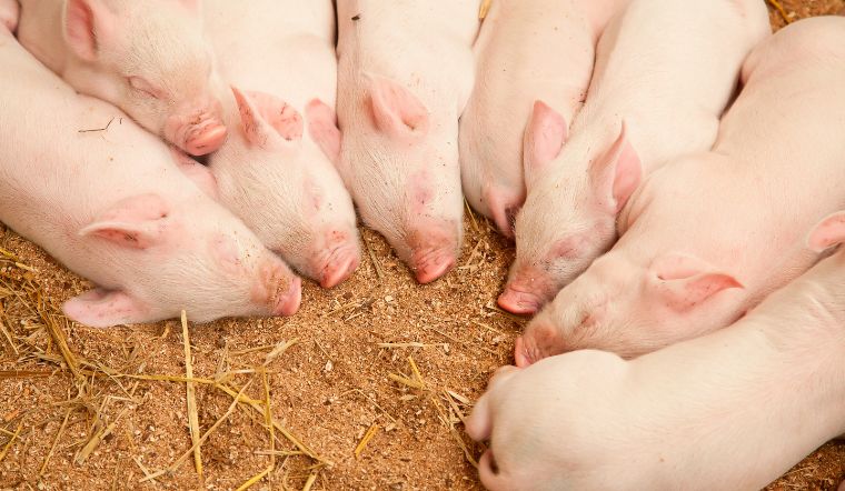 GiÁ Heo HƠi NgÀy 07-10, ĐẦu TuẦn GiẢm NhẸ_công Ty Á Châu_0972502979