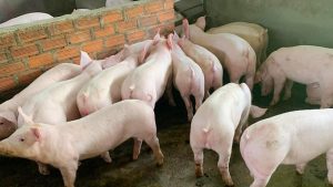 GiÁ Heo HƠi NgÀy 18-10, TiẾp TỤc GiẢm_công Ty Á Châu_0972502979