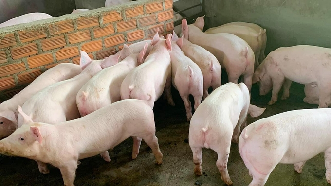 GiÁ Heo HƠi NgÀy 18-10, TiẾp TỤc GiẢm_công Ty Á Châu_0972502979