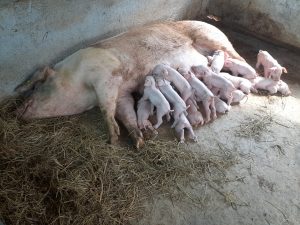 Phương Pháp Thụ Tinh Nhân Tạo Cho Heo Nái_công Ty Á Châu_0972502979