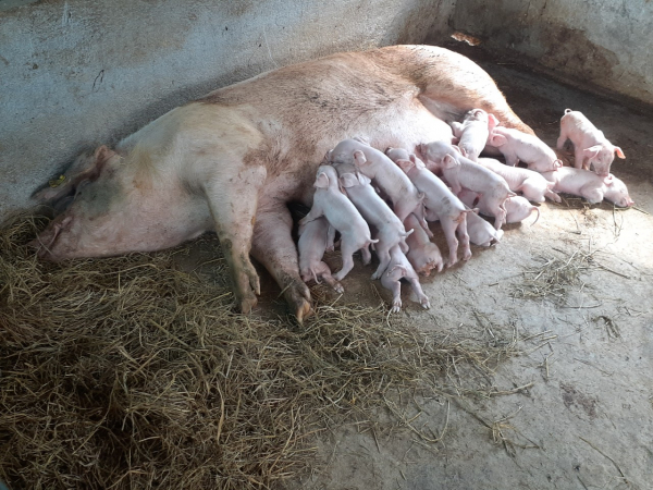 Phương Pháp Thụ Tinh Nhân Tạo Cho Heo Nái_công Ty Á Châu_0972502979