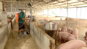 Cải Thiện Công Tác Phòng, Chống Dịch Bệnh động Vật Tại Việt Nam_công Ty Á Châu_0972502979