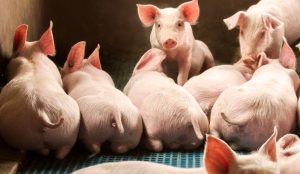 GiÁ Heo HƠi NgÀy 11-11, ThỊ TrƯỜng Ổn ĐỊnh_công Ty Á Châu_0972502979