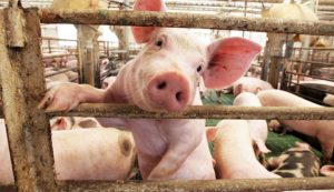 GiÁ Heo HƠi NgÀy 26-11, ThỊ TrƯỜng Đi Ngang_công Ty Á Châu_0972502979