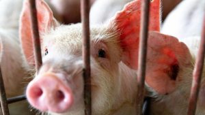 GiÁ Heo HƠi NgÀy 18-12, TiẾp TỤc TĂng Nhanh_công Ty Á Châu_0972502979