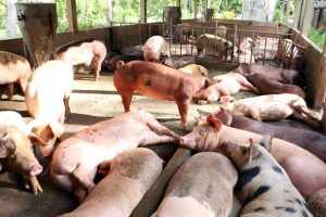 GiÁ Heo HƠi NgÀy 24-12, TiẾp ĐÀ TĂng_công Ty Á Châu_0972502979