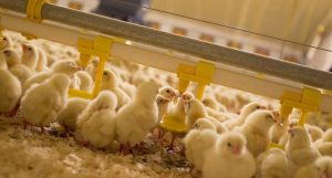 Kinh Nghiệm Chăm Sóc Gà Trong Mùa đông_công Ty Á Châu_0972502979