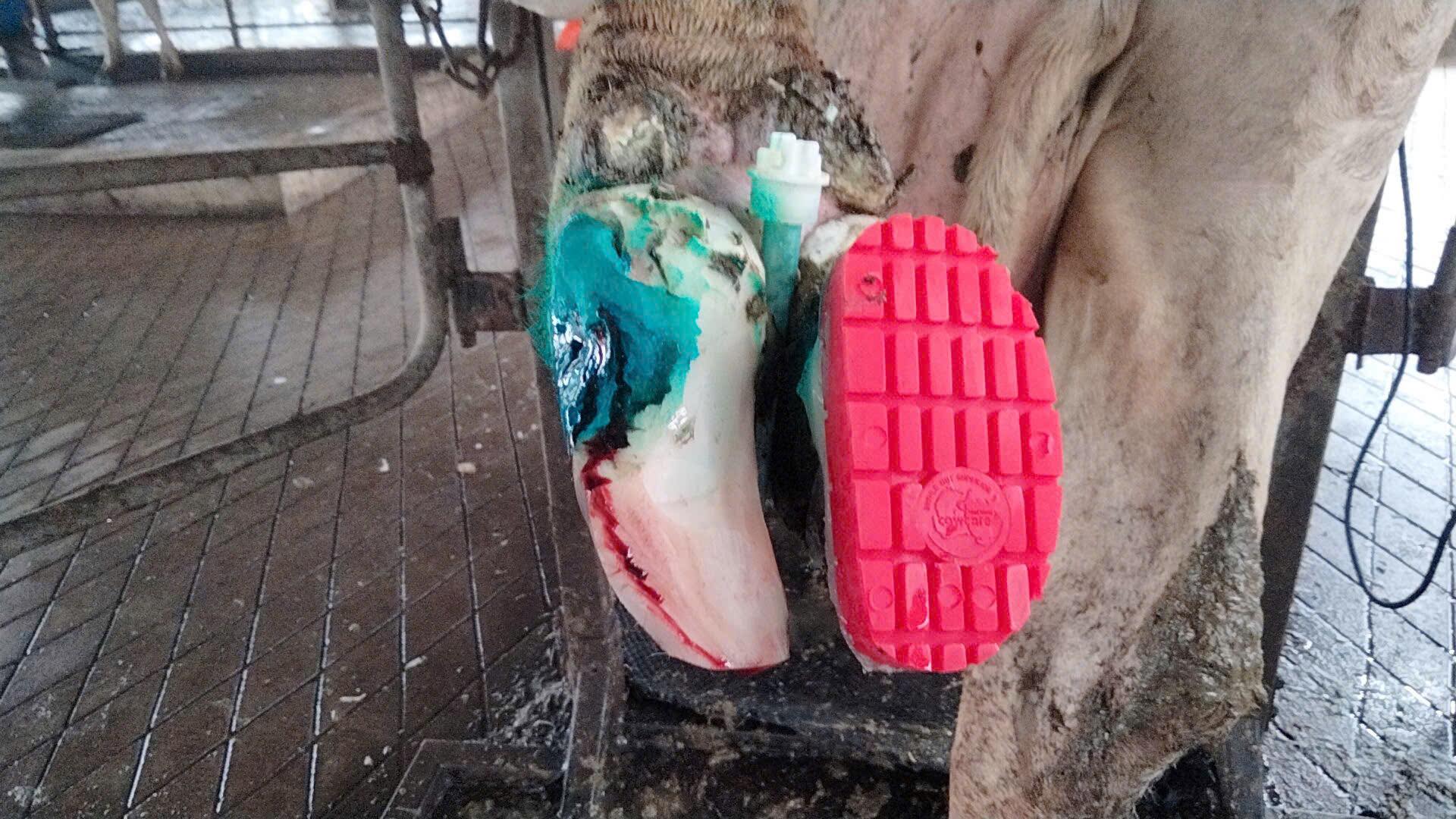 Gọt Móng Bò