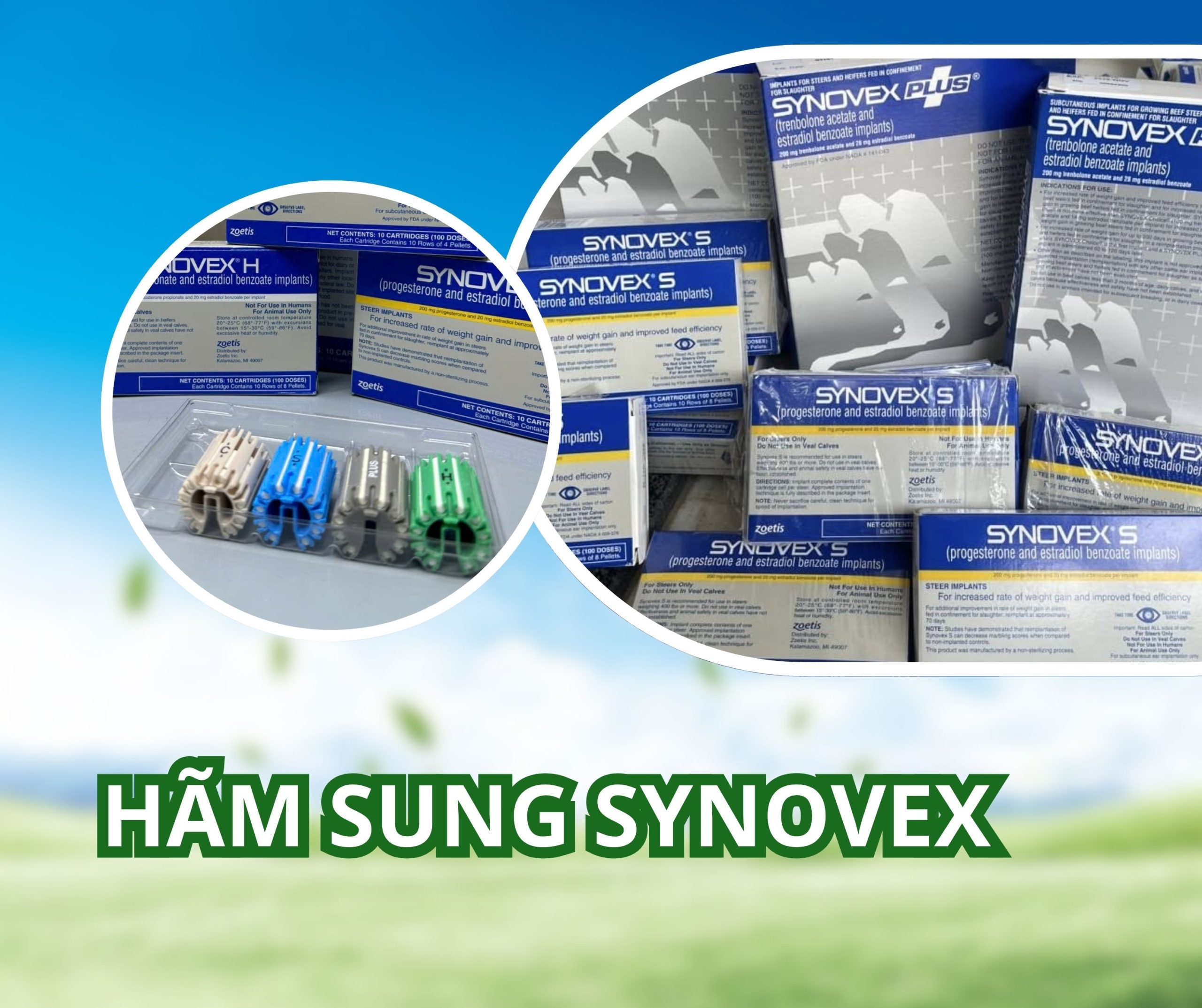 Ham Sung Synovex